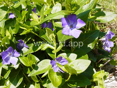 periwinkle, big